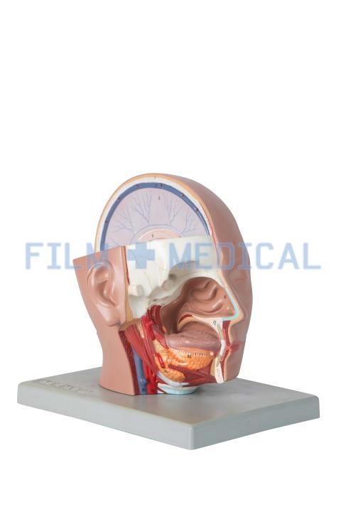 Anatomical Head Model Grey Base 